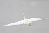 _MG_7707 Snowy Egret.jpg