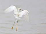 _MG_7715 Snowy Egret.jpg