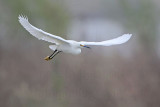 _MG_7843 Snowy Egret.jpg