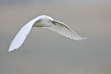 _MG_7846 Snowy Egret.jpg