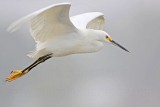 _MG_7974 Snowy Egret.jpg