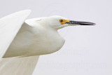 _MG_8045 Snowy Egret.jpg