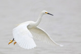 _MG_8101 Snowy Egret.jpg