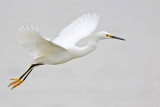 _MG_8105 Snowy Egret.jpg