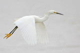 _MG_8107 Snowy Egret.jpg