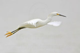 _MG_8108 Snowy Egret.jpg