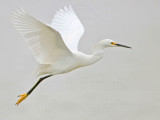 _MG_8109 Snowy Egret.jpg