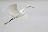 _MG_8398 Snowy Egret.jpg