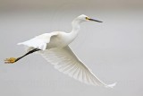 _MG_8399 Snowy Egret.jpg
