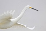 _MG_8578 Snowy Egret.jpg