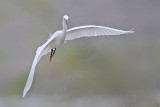 _MG_8681 Snowy Egret.jpg