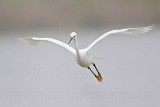 _MG_8683 Snowy Egret.jpg