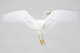 _MG_8978 Snowy Egret.jpg
