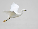 _MG_9050 Snowy Egret.jpg