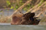 _MG_1710 800.jpg
