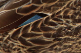 _MG_2497crop 800.jpg