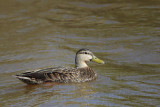 _MG_3003 Mottled Duck.jpg