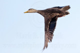 _MG_3032 Mottled Duck.jpg