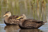 _MG_3693 Mottled Duck.jpg