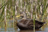 _MG_3779 Mottled Duck.jpg