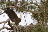 _MG_6853 Bald Eagle.jpg