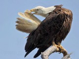 _MG_4491 Bald Eagle.jpg