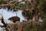 _MG_5523 Bald Eagle.jpg