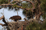_MG_5533 Bald Eagle.jpg