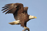 _MG_6063 Bald Eagle.jpg