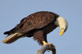 _MG_6073 Bald Eagle.jpg