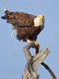 _MG_6262 Bald Eagle.jpg
