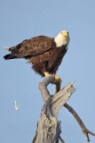 _MG_6263 Bald Eagle.jpg