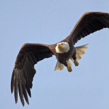_MG_6344 Bald Eagle.jpg