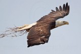 _MG_6436 Bald Eagle.jpg