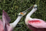 _MG_1630 Roseate Spoonbill.jpg