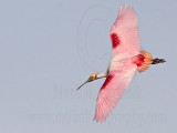 _MG_4261 Roseate Spoonbill.jpg