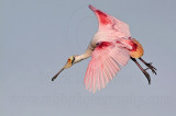 _MG_4400 Roseate Spoonbill.jpg