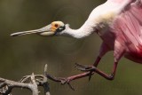 _MG_9613 Roseate Spoonbill.jpg