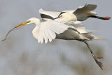 _MG_3861 Snowy  Great Egret.jpg