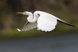 _MG_0064 Great Egret.jpg