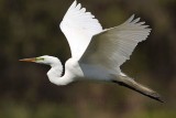 _MG_0065 Great Egret.jpg