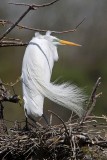 _MG_0428 Great Egret.jpg