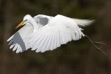 _MG_1789 Great Egret.jpg