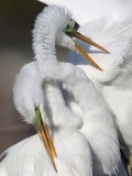 _MG_4492crop Great Egret.jpg
