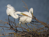 _MG_5681 Great Egret.jpg