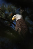 _MG_7413 Bald Eagle.jpg