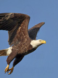 _MG_0144 Bald Eagle.jpg