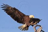 _MG_0253 Bald Eagle.jpg