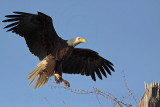 _MG_1590 Bald Eagle.jpg