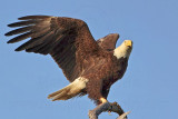 _MG_1600 Bald Eagle.jpg